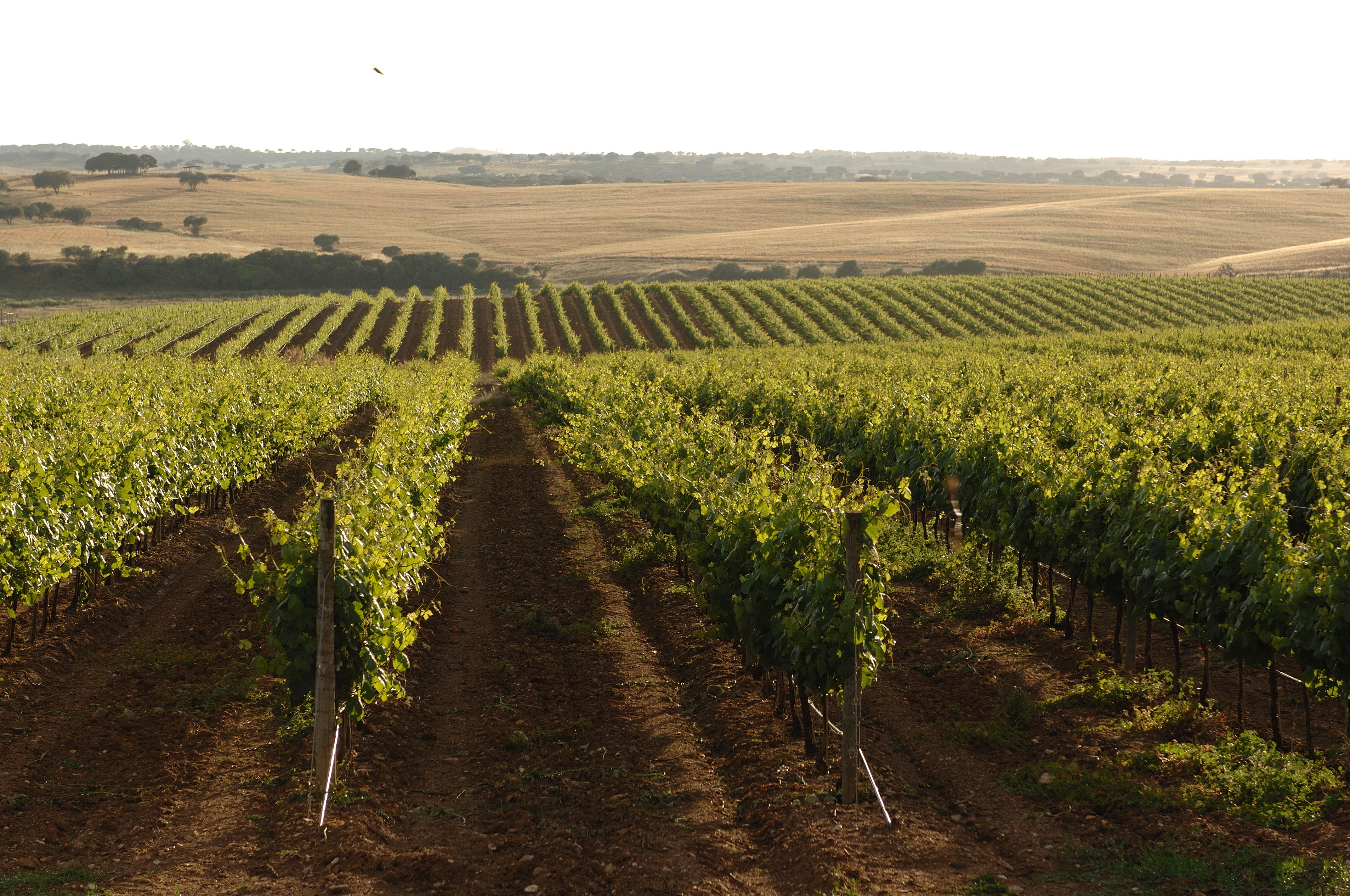 Vila Gale Alentejo Vineyard - Clube De Campo Albernoa Ngoại thất bức ảnh