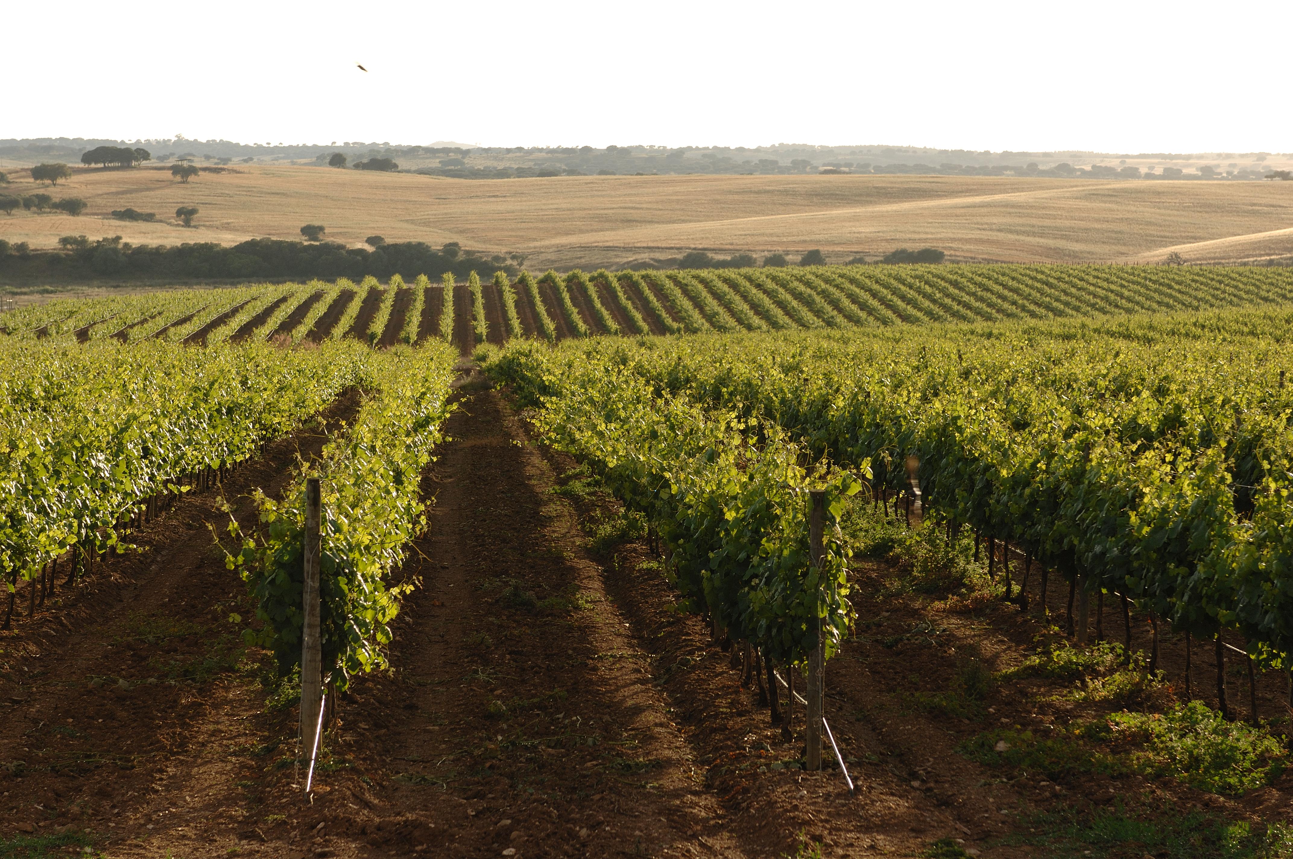 Vila Gale Alentejo Vineyard - Clube De Campo Hotel Albernoa Ngoại thất bức ảnh