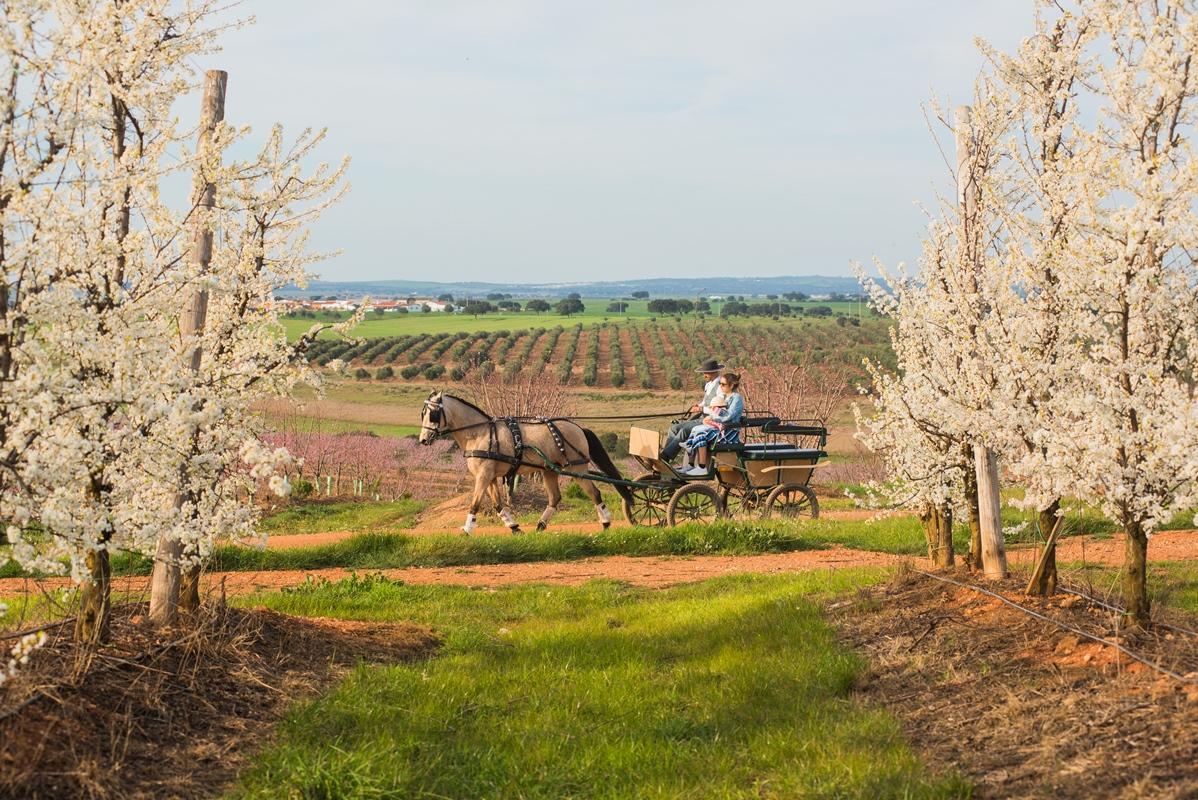 Vila Gale Alentejo Vineyard - Clube De Campo Albernoa Ngoại thất bức ảnh